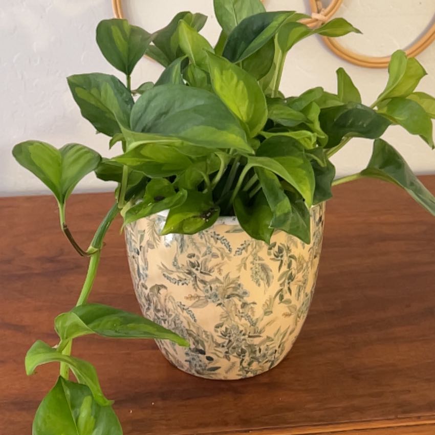 Photo of the plant species Global Green Pothos by @BusyCardoon47 named Nessi on Greg, the plant care app
