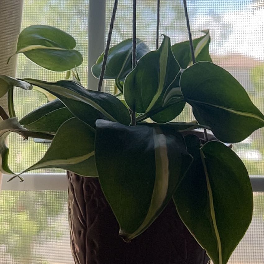 Photo of the plant species philodendron silver stripe by @BusyCardoon47 named Trixie on Greg, the plant care app
