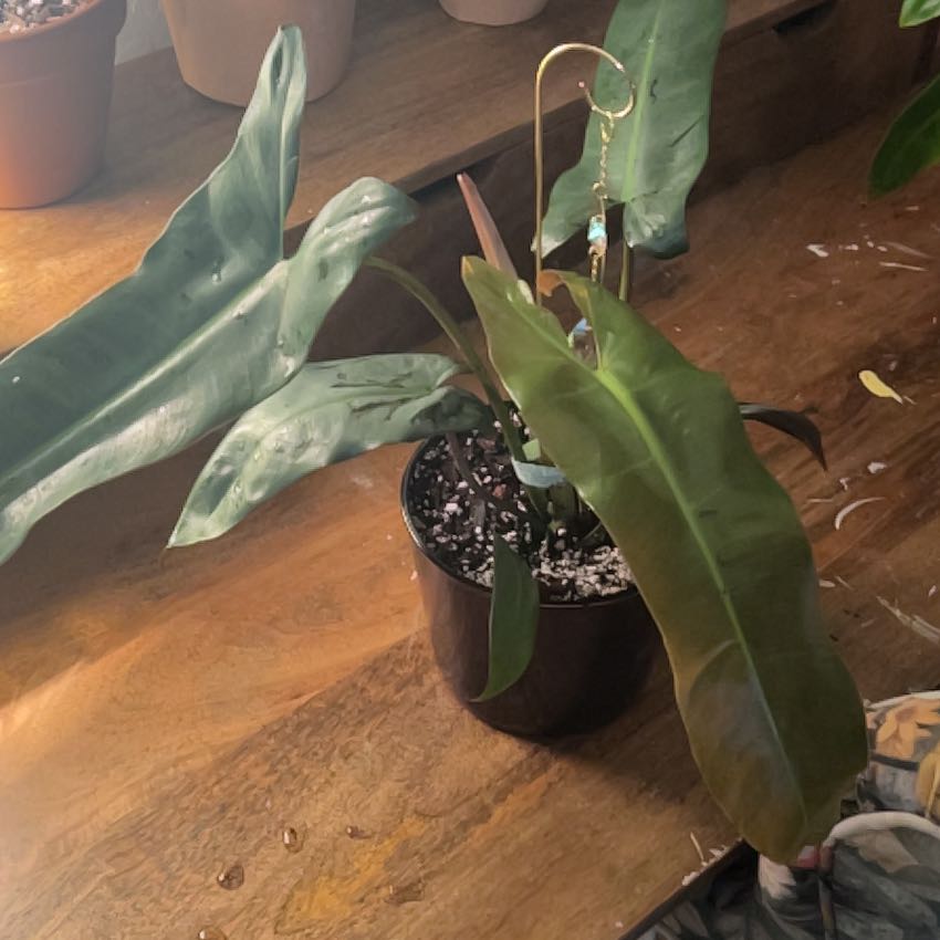 Photo of the plant species Philodendron atabapoense 'Silver' by @BusyCardoon47 named Phillie on Greg, the plant care app