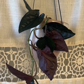 Photo of the plant species Syngonium Erythrophyllum by @BusyCardoon47 named Tarot on Greg, the plant care app