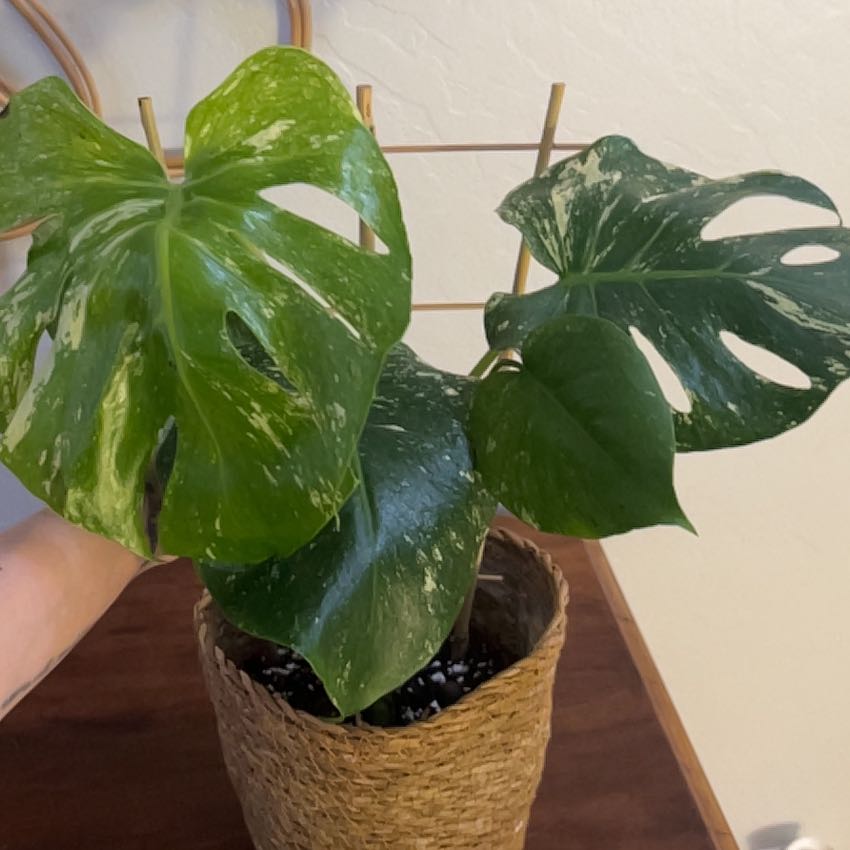 Photo of the plant species Monstera deliciosa 'Mint Variegata' by @BusyCardoon47 named Jia on Greg, the plant care app