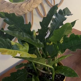 Photo of the plant species Philodendron Ring Of Fire by @BusyCardoon47 named Betty on Greg, the plant care app