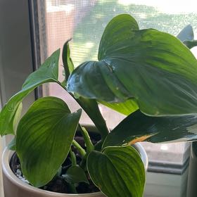 Photo of the plant species Homalomena 'Emerald Gem' by @BusyCardoon47 named Ilene on Greg, the plant care app