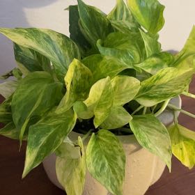 Photo of the plant species Neon Marble Pothos by @BusyCardoon47 named Bernice on Greg, the plant care app