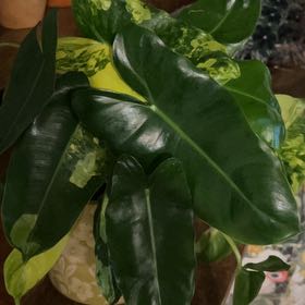 Photo of the plant species Philodendron 'Jose Buono' by @BusyCardoon47 named Josephine on Greg, the plant care app