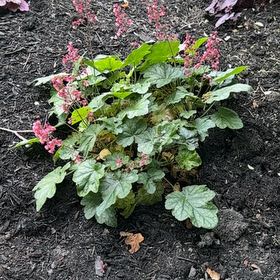 Photo of the plant species Coral Bells by @Guttss named Demi on Greg, the plant care app