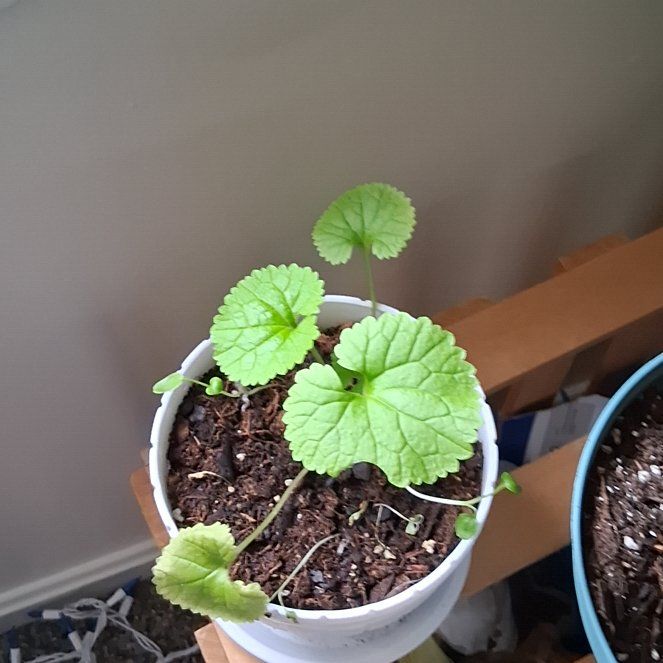 Photo of the plant species Creeping Charlie by @YokeCyclamen93 named Kobe on Greg, the plant care app