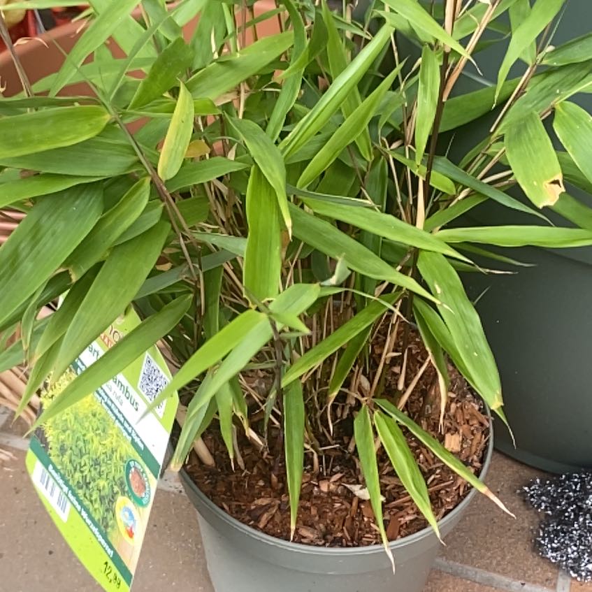 Photo of the plant species Japanese Stiltgrass by @VitalCamellia72 named Marley on Greg, the plant care app