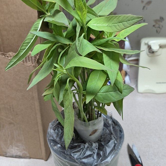 Photo of the plant species Gooseneck Loosestrife by @GladMudpuppy23 named Rihanna on Greg, the plant care app