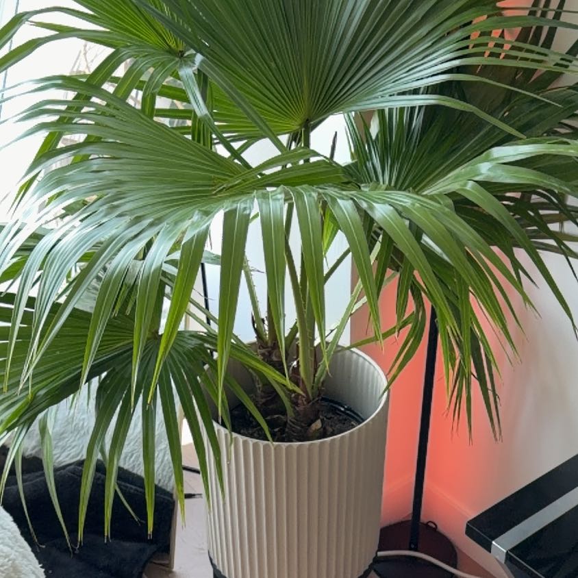 Photo of the plant species Chinese Fan Palm by @ZarfDuncecap43 named Fernie Saunders on Greg, the plant care app