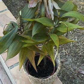 Photo of the plant species Tiger Lily by @RegalFanpalm22 named Gobi on Greg, the plant care app