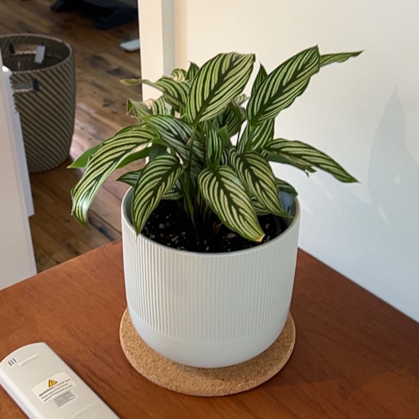 Photo of the plant species White Star by @YesCarrot92 named Leaf Erickson on Greg, the plant care app