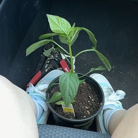 Photo of the plant species Jalapeño Pepper by @SuperOrchid22 named bonnie on Greg, the plant care app