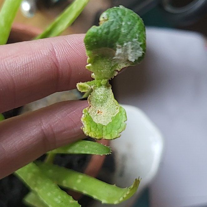Photo of the plant species Pumpkin by @AficionadoOxlip named Sanders on Greg, the plant care app