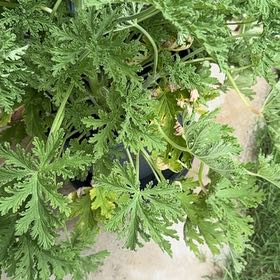Photo of the plant species Sweet Scented Geranium by @Blackgarlic29 named LiloStitch on Greg, the plant care app