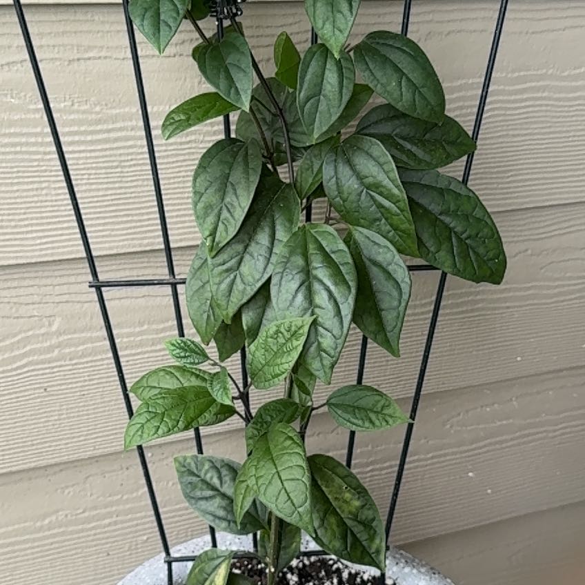 Photo of the plant species Bleeding Heart Vine by @Blackgarlic29 named Sage on Greg, the plant care app