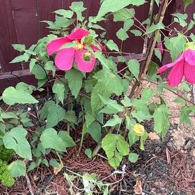Photo of the plant species Crimsoneyed Rosemallow by @Blackgarlic29 named Michelle Branch on Greg, the plant care app