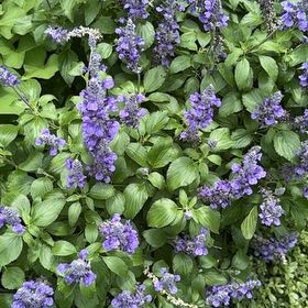 Photo of the plant species Mealycup Sage by @Blackgarlic29 named Marley on Greg, the plant care app