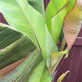 Photo of the plant species Abyssinian Banana by @Blackgarlic29 named Beyonce on Greg, the plant care app
