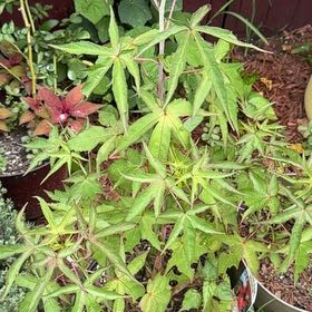 Photo of the plant species Scarlet Hibiscus by @Blackgarlic29 named Kendall on Greg, the plant care app