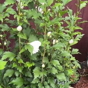 Photo of the plant species Korean Hibiscus by @Blackgarlic29 named Harper on Greg, the plant care app