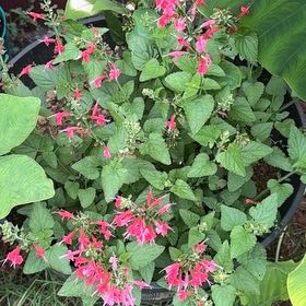 Photo of the plant species Blood Sage by @Blackgarlic29 named Diana on Greg, the plant care app