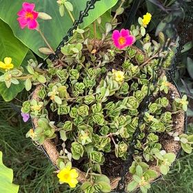 Photo of the plant species Wingpod Purslane by @Blackgarlic29 named Figyonce on Greg, the plant care app