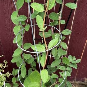 Photo of the plant species Coral Honeysuckle by @Blackgarlic29 named Nithin on Greg, the plant care app