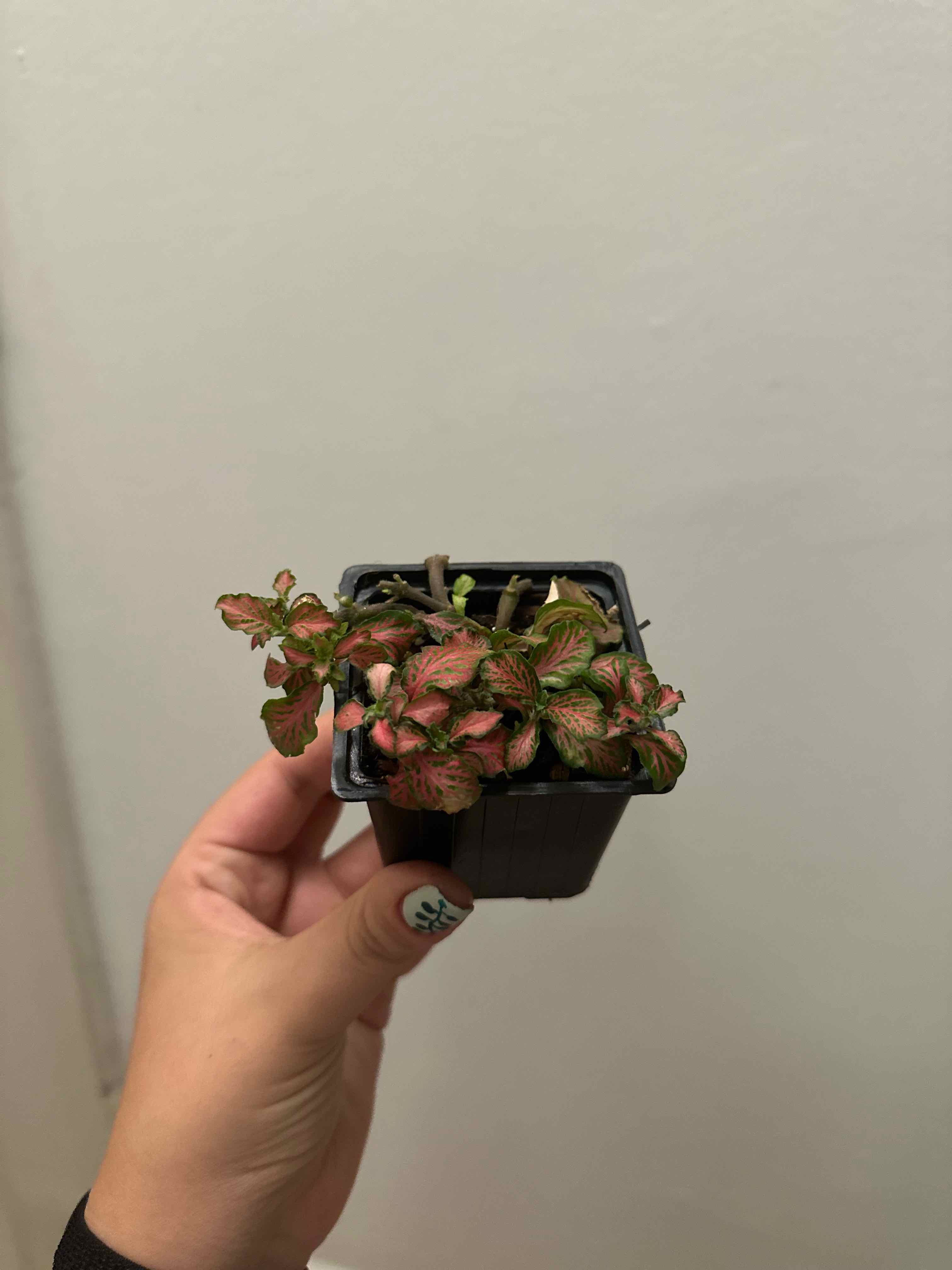 Photo of the plant species Pink Angel by @SproutLover named Tolkien on Greg, the plant care app