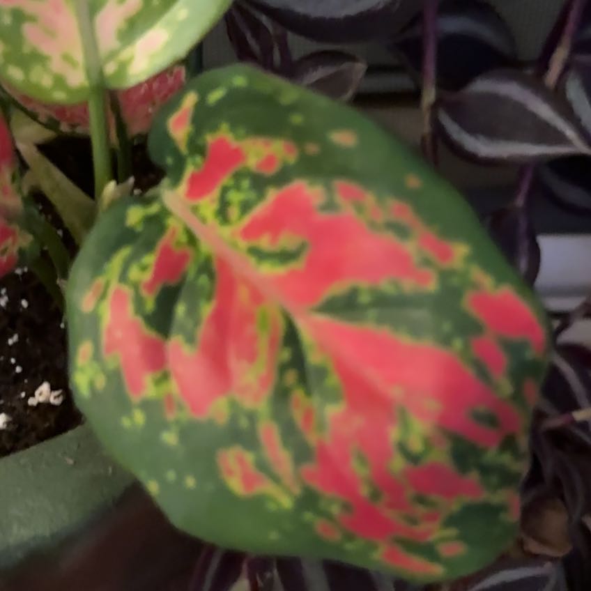 Photo of the plant species Aglaonema 'Red Valentine' by @SproutLover named Michelle Branch on Greg, the plant care app