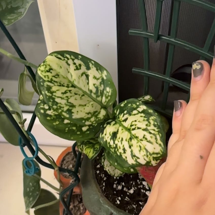 Photo of the plant species Aglaonema Eileen by @SproutLover named Diana on Greg, the plant care app