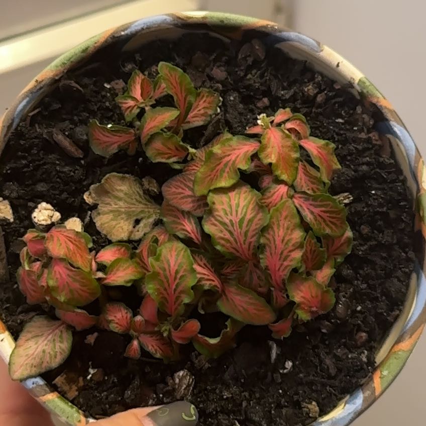 Photo of the plant species Pink Angel by @SproutLover named Tolkien on Greg, the plant care app