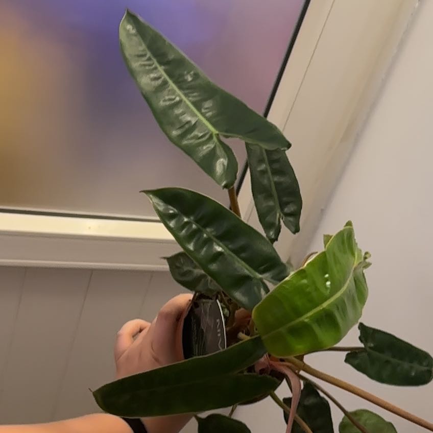 Photo of the plant species Philodendron billietiae by @SproutLover named Willow on Greg, the plant care app