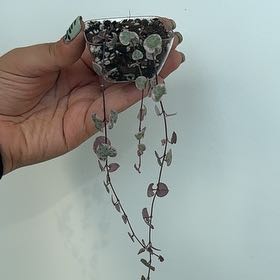 Photo of the plant species variegated string of hearts by @SproutLover named Queen on Greg, the plant care app