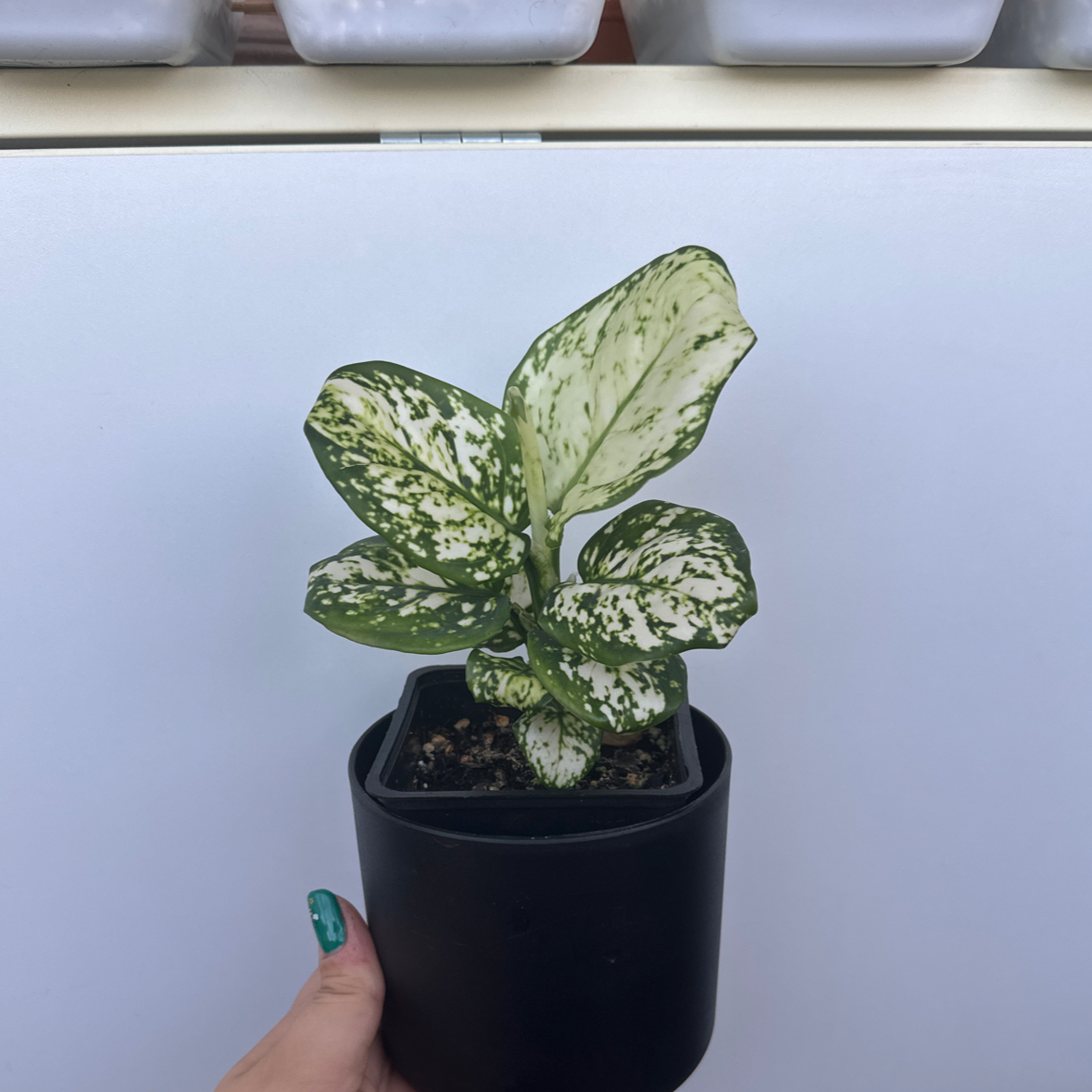 Photo of the plant species Aglaonema Eileen by @SproutLover named Diana on Greg, the plant care app