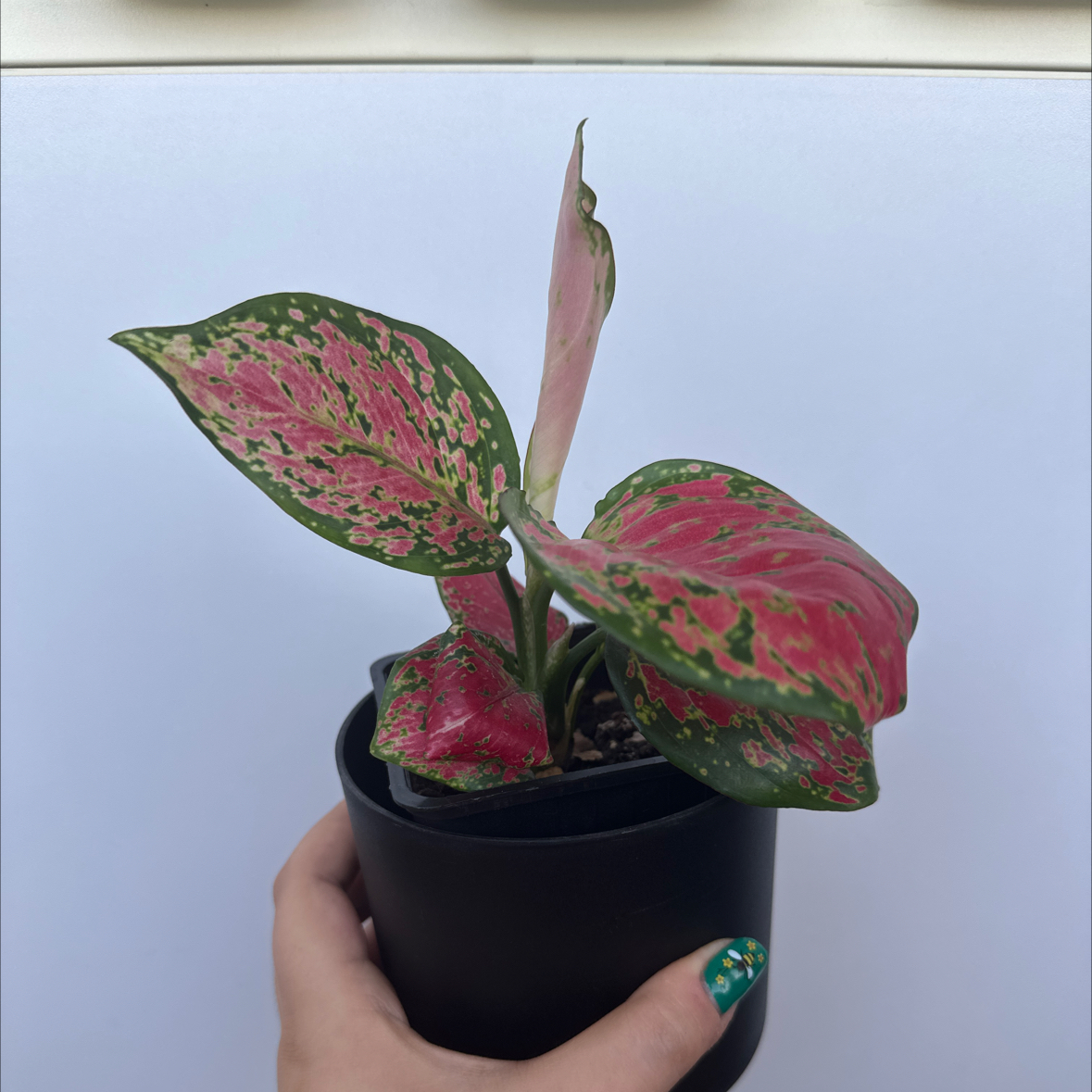 Photo of the plant species Aglaonema 'Red Valentine' by @SproutLover named Michelle Branch on Greg, the plant care app