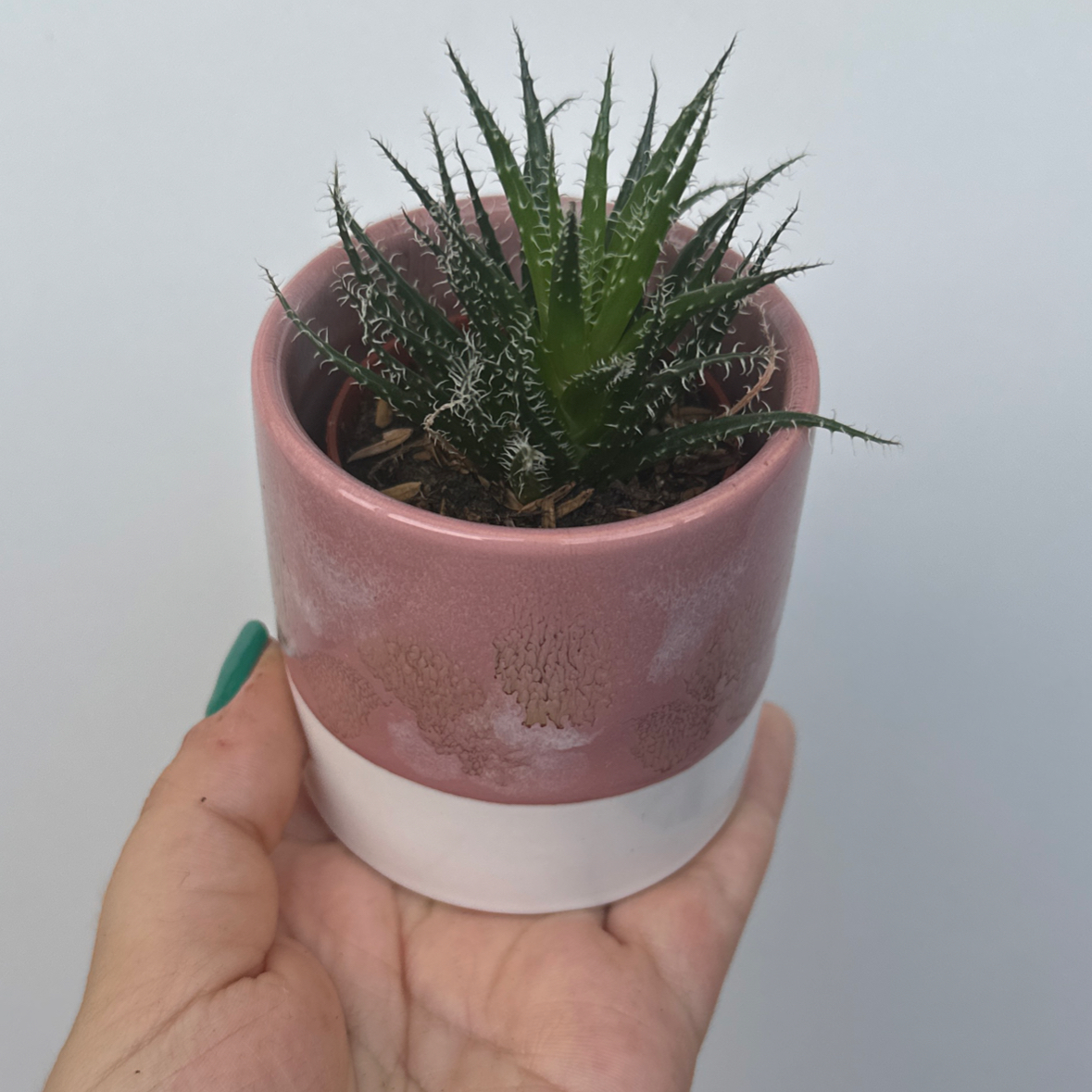 Photo of the plant species Haworthia-leaved Aloe by @SproutLover named Kesha on Greg, the plant care app