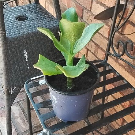 Photo of the plant species Kalanchoe 'Dragonfire' by @SinewyPersia23 named Mirsha on Greg, the plant care app