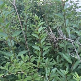 Photo of the plant species Border Forsythia by @LordGreen36 named Coco on Greg, the plant care app