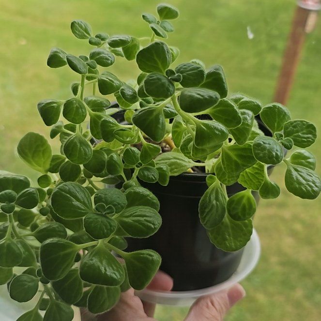 Photo of the plant species Vicks Plant by @CozySnowpeas81 named Figyonce on Greg, the plant care app