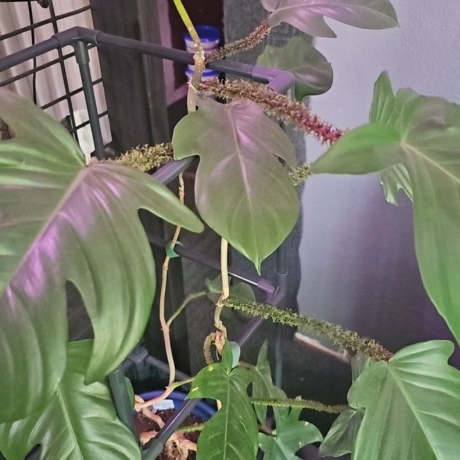 Photo of the plant species Hairy Philodendron by @CozySnowpeas81 named Lebron on Greg, the plant care app