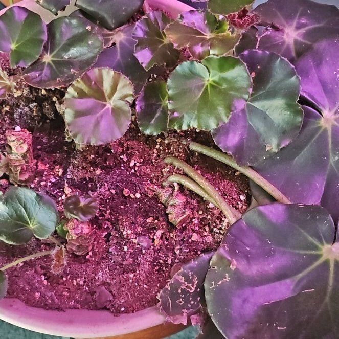 Photo of the plant species Beefsteak Begonia by @CozySnowpeas81 named Lavender on Greg, the plant care app