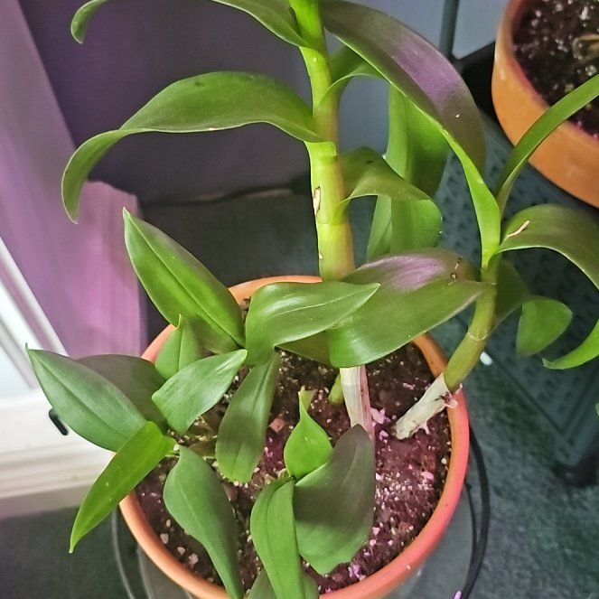 Photo of the plant species Dendrobium Phalaenopsis by @CozySnowpeas81 named Athena on Greg, the plant care app