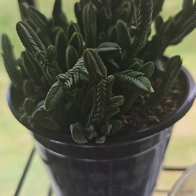 Photo of the plant species Watch Chain by @CozySnowpeas81 named Winston on Greg, the plant care app