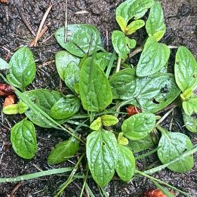 Photo of the plant species Common Selfheal by @ProAgboy64 named Gaga on Greg, the plant care app