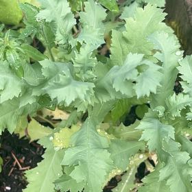 Photo of the plant species Opium Poppy by @ProAgboy64 named Leonardo on Greg, the plant care app