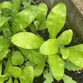 Photo of the plant species Marigold by @ProAgboy64 named Sherlock on Greg, the plant care app
