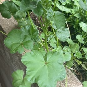 Photo of the plant species Cheeseweed Mallow by @ProAgboy64 named Gomez on Greg, the plant care app