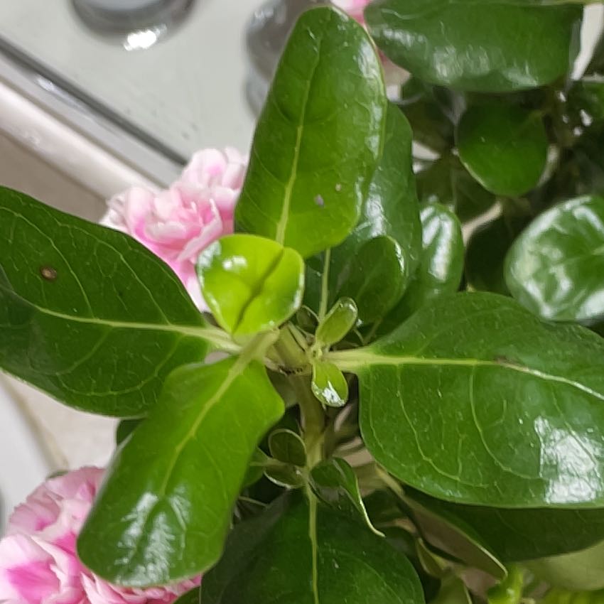 Photo of the plant species Coprosma Repens by @FabOrrisroot67 named Gobi on Greg, the plant care app