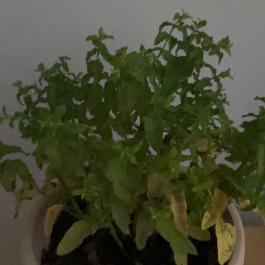 Photo of the plant species Peppermint by @CuriousCorkoak4 named Harry on Greg, the plant care app
